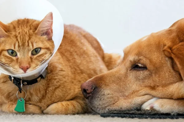 Pet Insurance in the USA